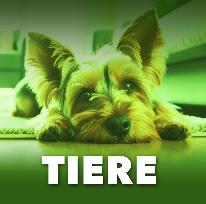quadratischer Teaser Tiere